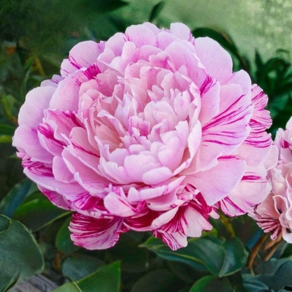 Candy Stripe Peony Seeds - Herbaceous Peony, Double Blooms, 10+ seeds