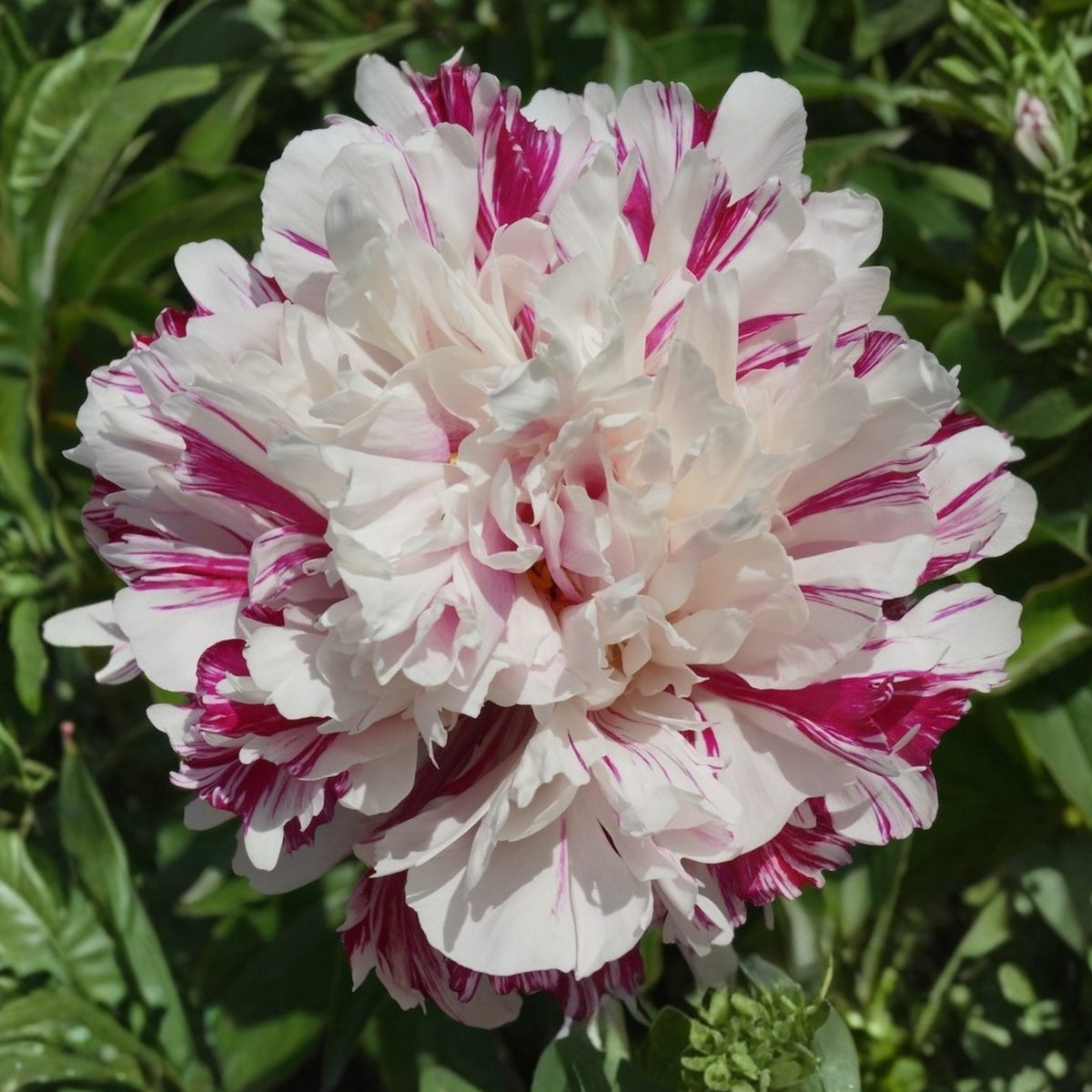 Candy Stripe Peony Seeds - Herbaceous Peony, Double Blooms, 10+ seeds