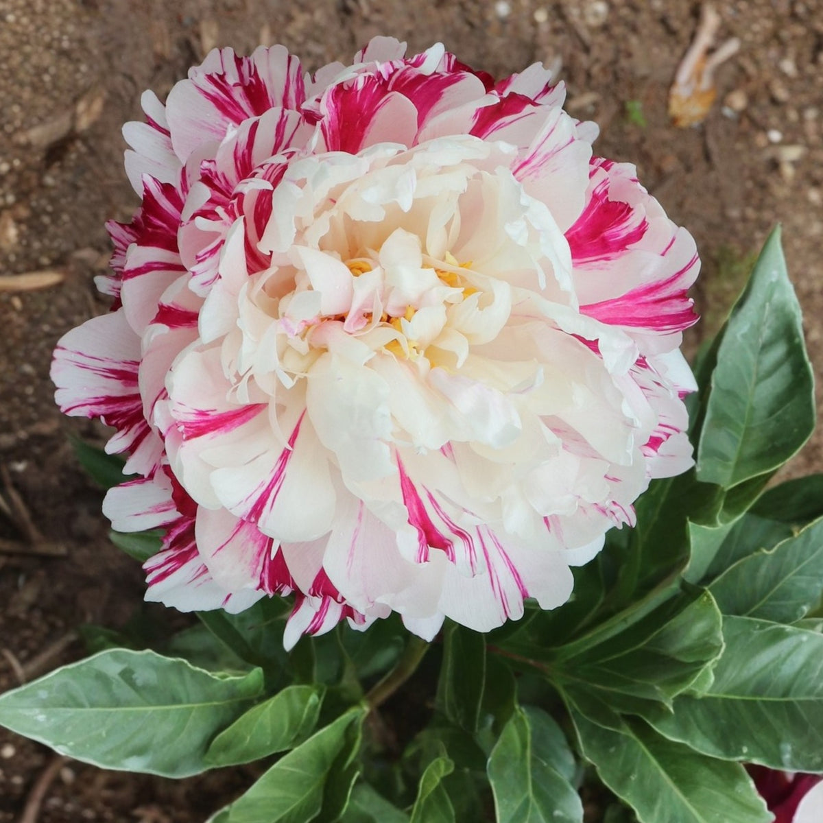 Candy Stripe Peony Seeds - Herbaceous Peony, Double Blooms, 10+ seeds
