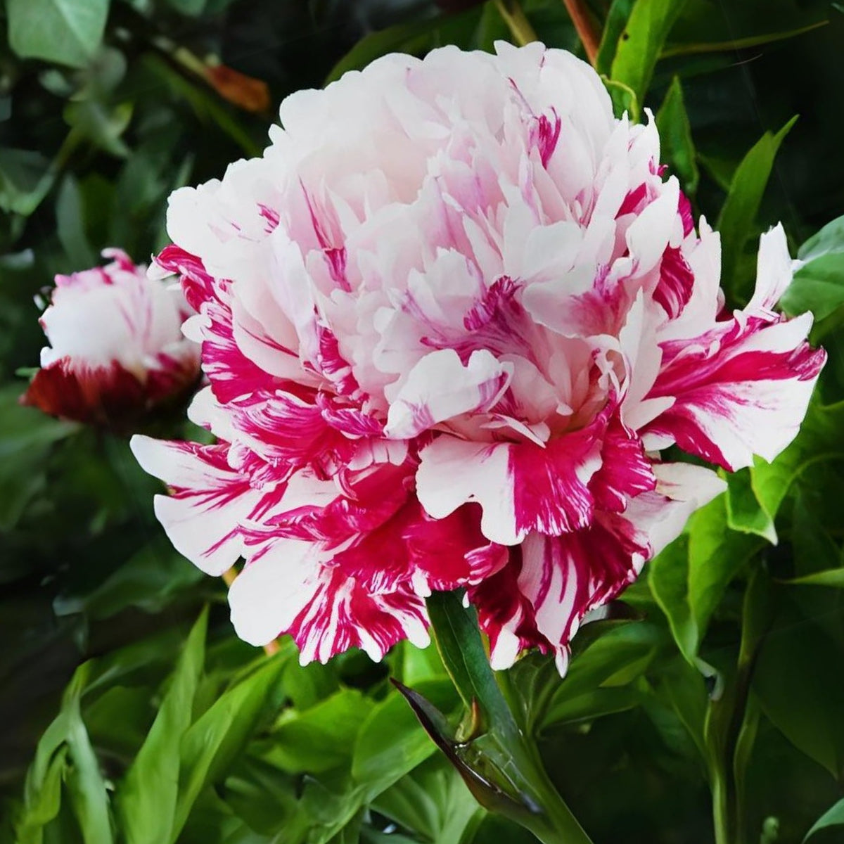 Candy Stripe Peony Seeds - Herbaceous Peony, Double Blooms, 10+ seeds