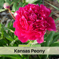 10+ Rare Seeds| Red Kansas Peony Seeds (Paeonia, Chinese Peony) – Heirloom Perennial Flower Seeds for Colorful Garden Blooms, Ornamental Landscaping & Cut Flowers#B038