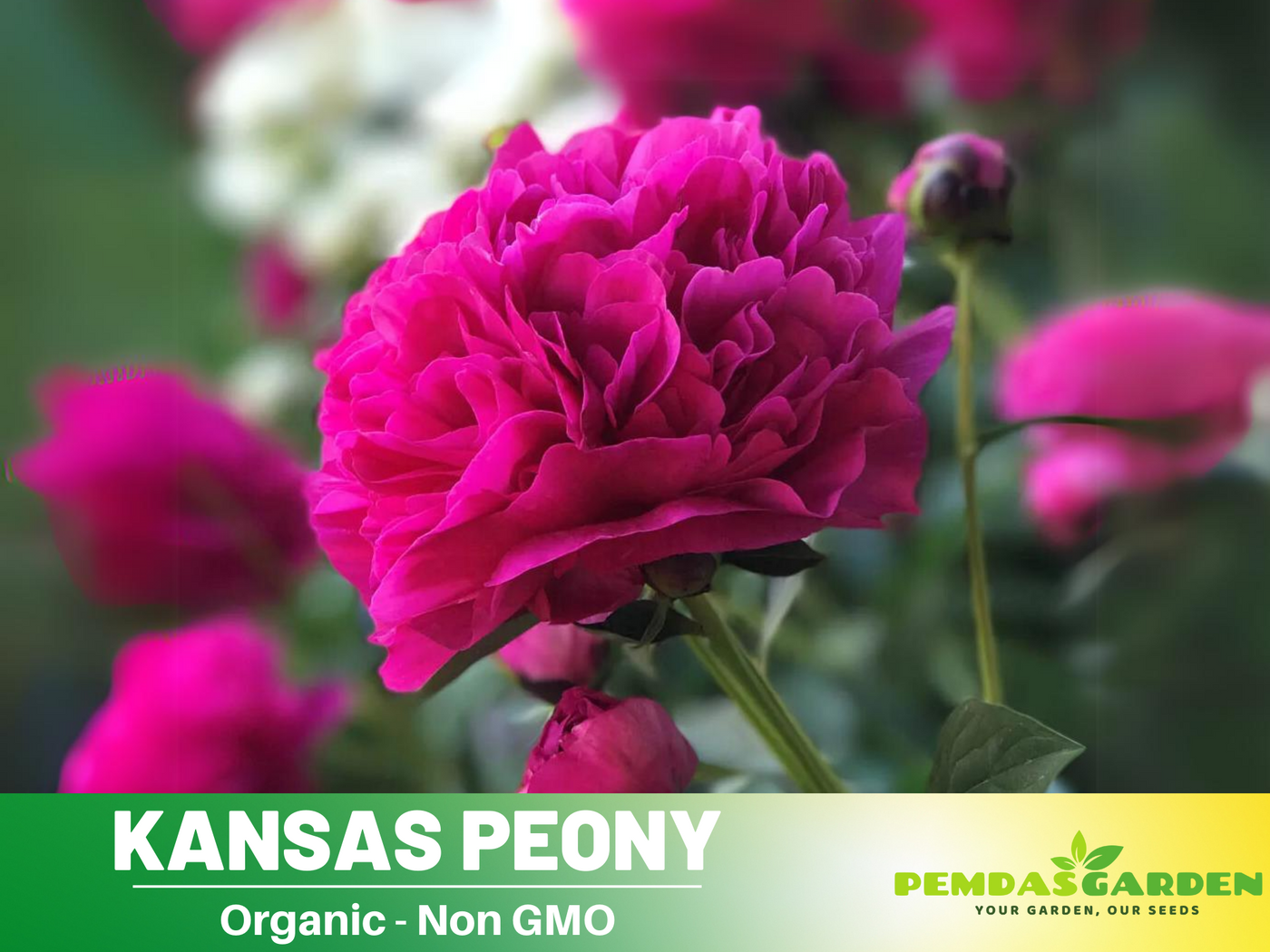 chinese peony flower seeds 10+ Rare Seeds| Red Kansas Peony Seeds (Paeonia, Chinese Peony) – Heirloom Perennial Flower Seeds for Colorful Garden Blooms, Ornamental Landscaping &