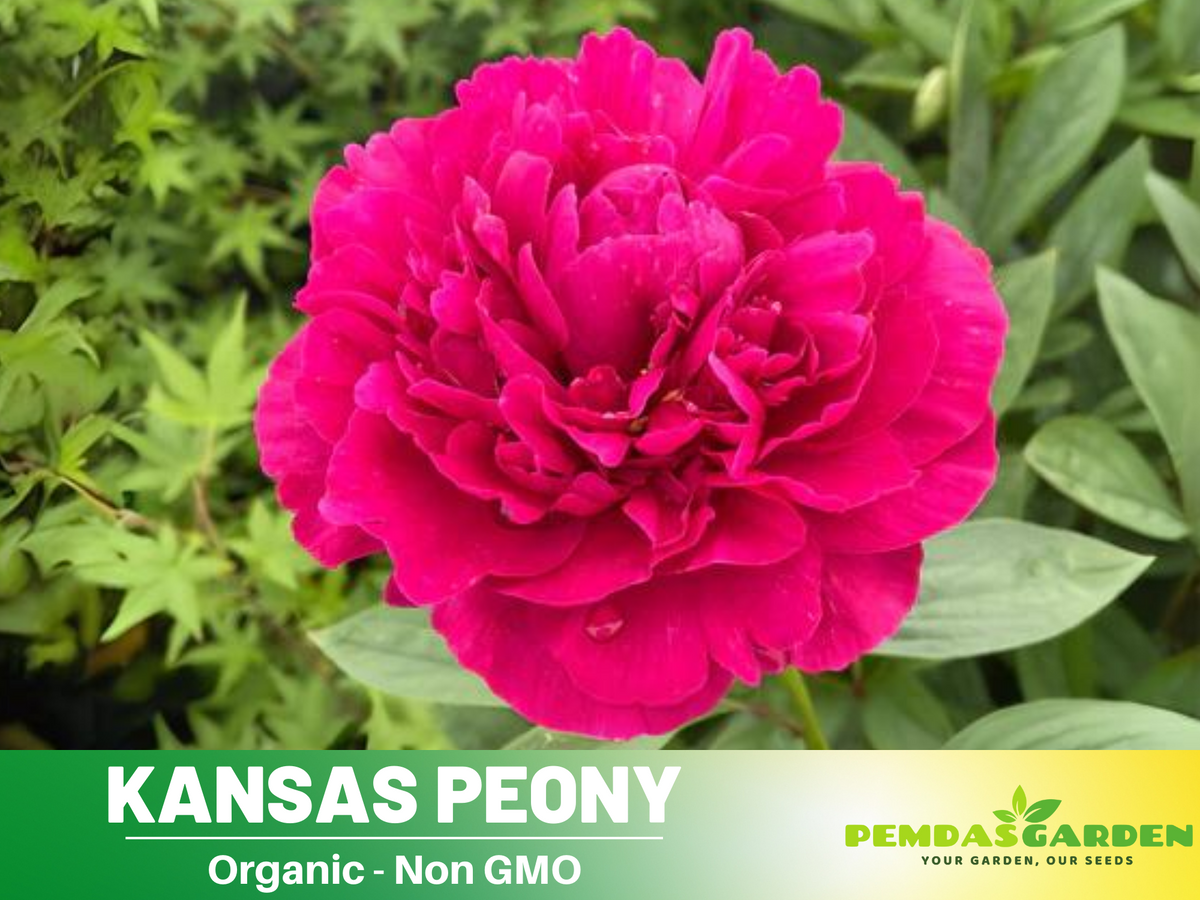 10+ Rare Seeds|Kansas Peony Seeds #B038