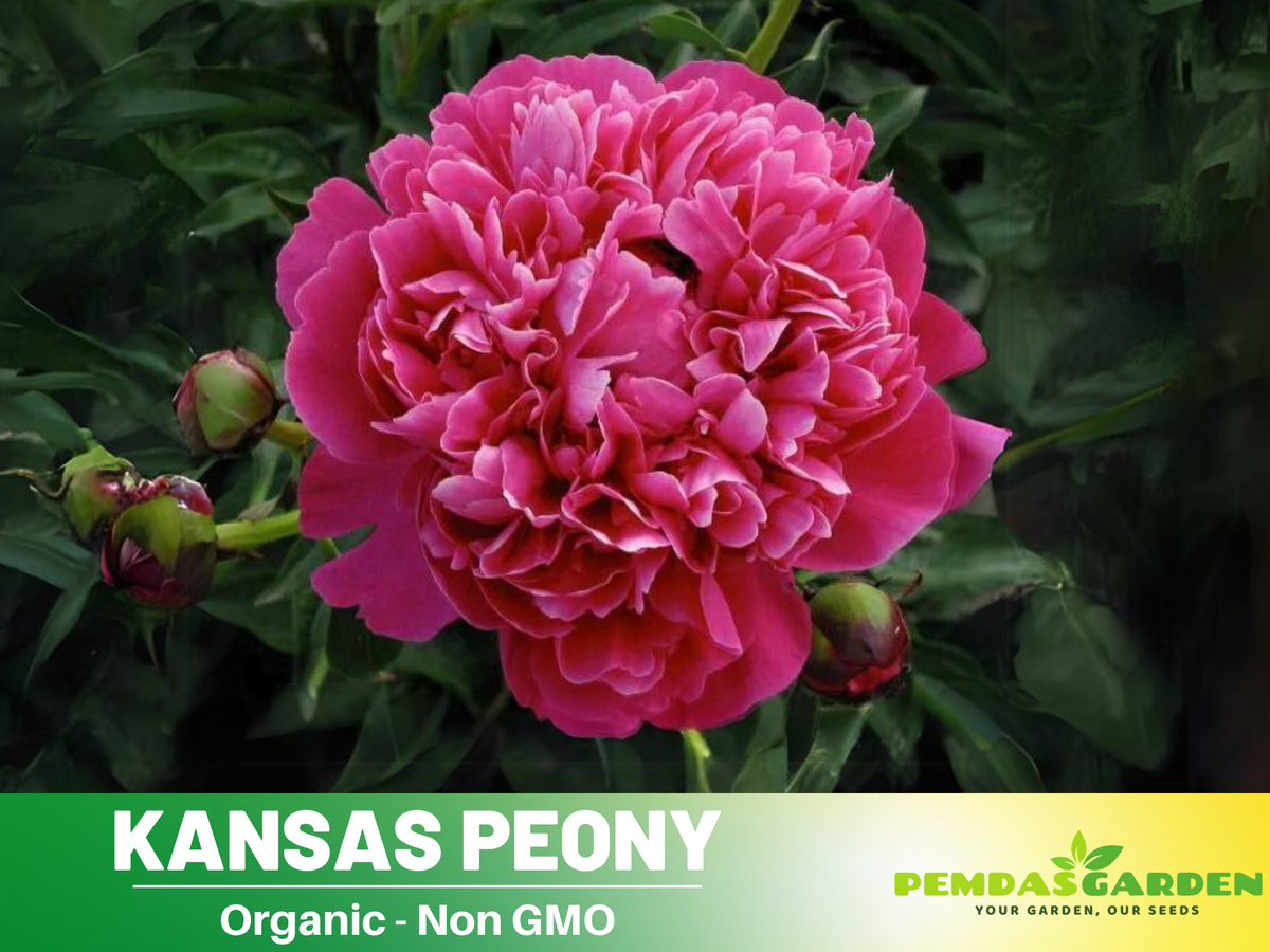 10+ Rare Seeds|Kansas Peony Seeds #B038