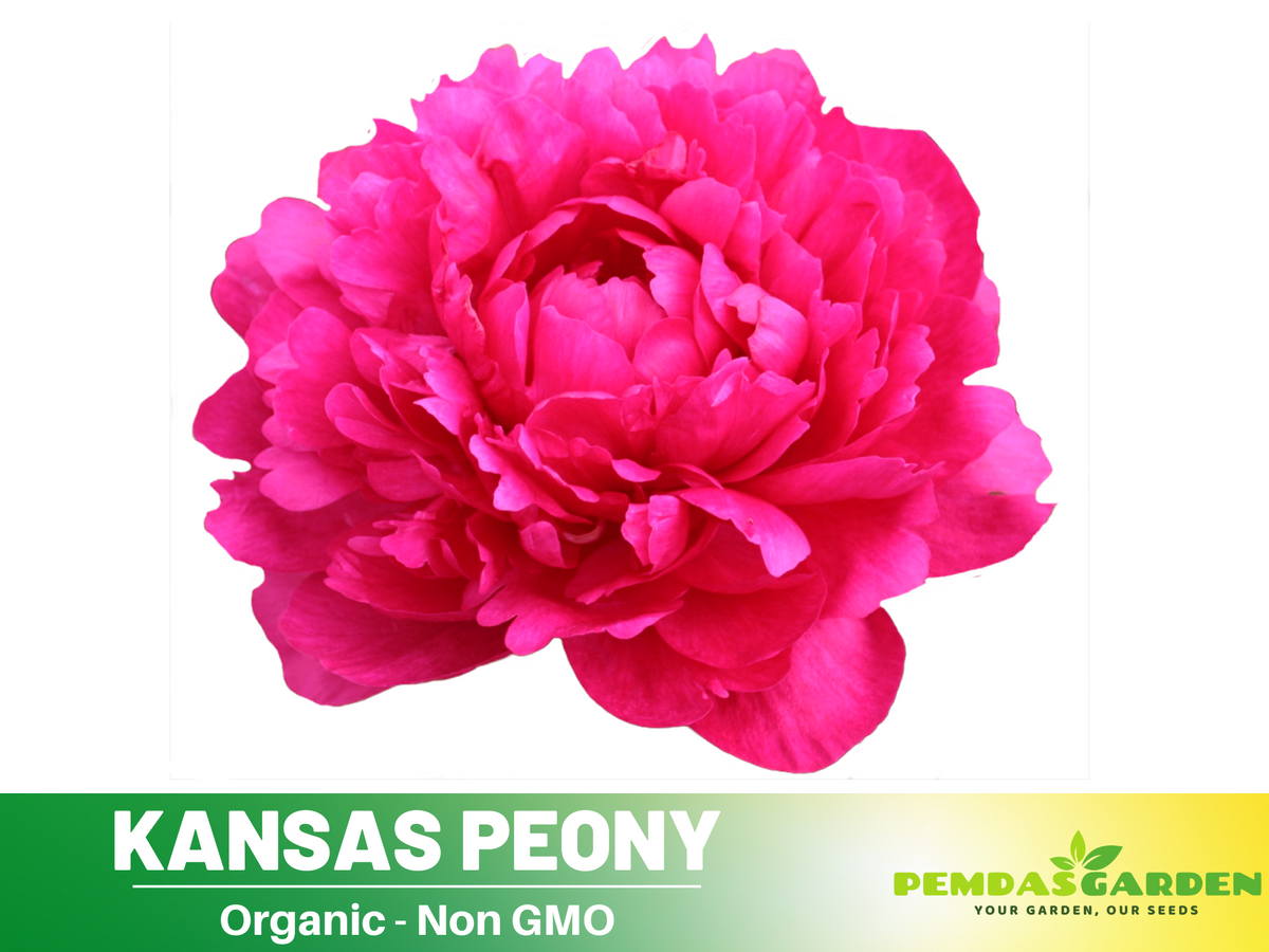 10+ Rare Seeds|Kansas Peony Seeds #B038