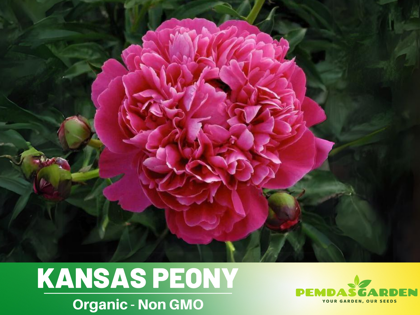 peony rose seeds 10+ Rare Seeds| Red Kansas Peony Seeds (Paeonia, Chinese Peony) – Heirloom Perennial Flower Seeds for Colorful Garden Blooms, Ornamental Landscaping &