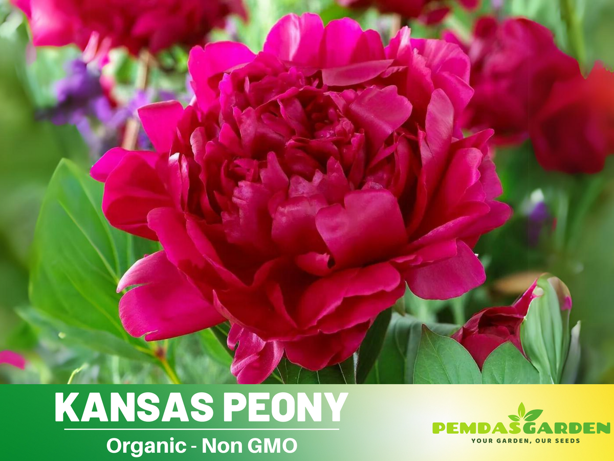 10+ Rare Seeds|Kansas Peony Seeds #B038