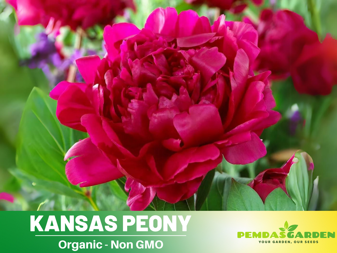 chinese peony flower seeds 10+ Rare Seeds| Red Kansas Peony Seeds (Paeonia, Chinese Peony) – Heir – PEMDASGARDEN