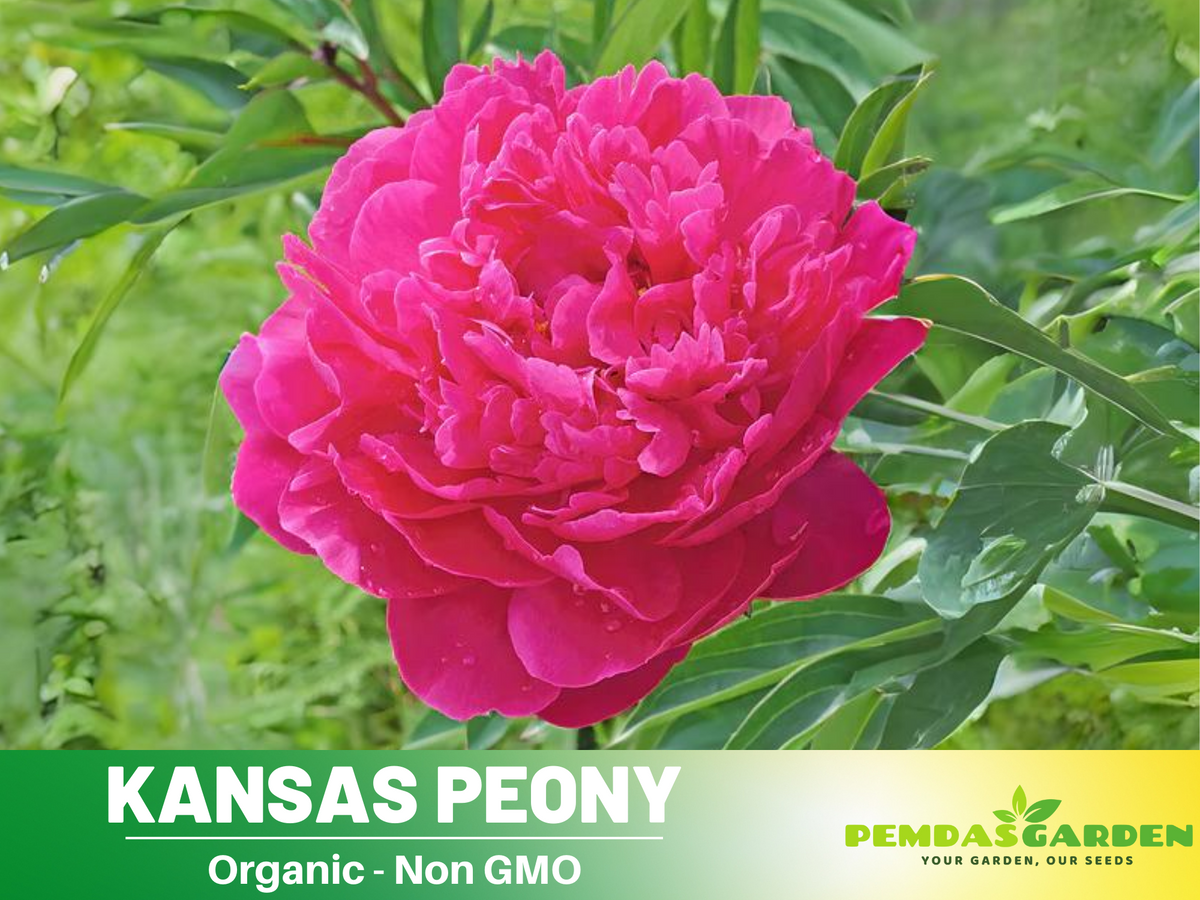 10+ Rare Seeds|Kansas Peony Seeds #B038