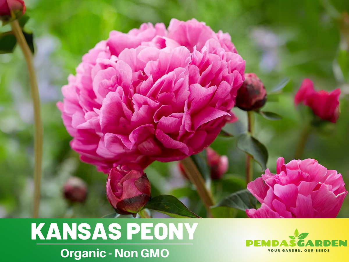 10+ Rare Seeds|Kansas Peony Seeds #B038