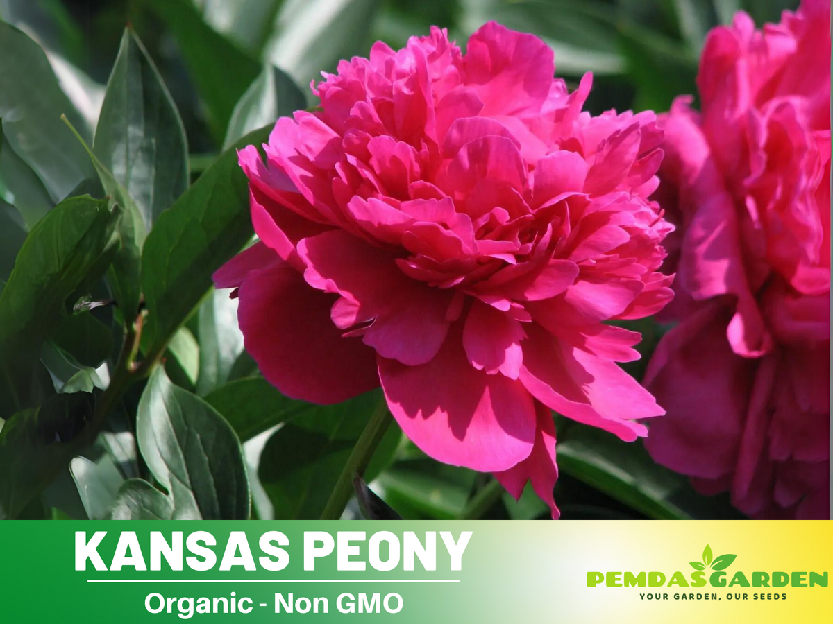 10+ Rare Seeds|Kansas Peony Seeds #B038