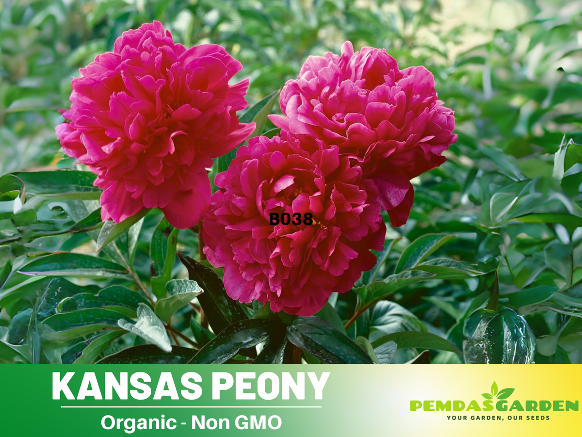 10+ Rare Seeds|Kansas Peony Seeds #B038