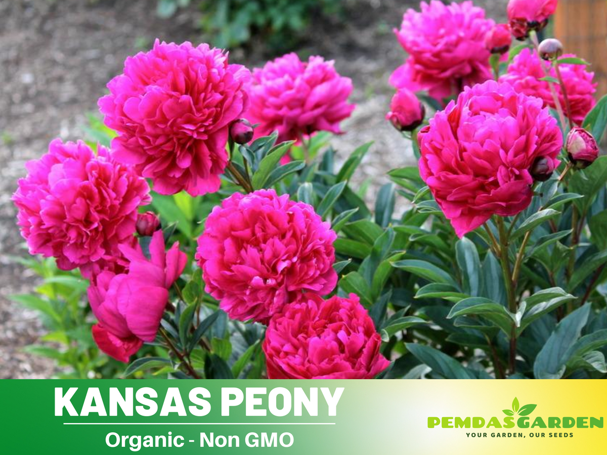 10+ Rare Seeds|Kansas Peony Seeds #B038