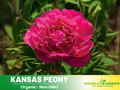 10+ Rare Seeds| Red Kansas Peony Seeds (Paeonia, Chinese Peony) – Heirloom Perennial Flower Seeds for Colorful Garden Blooms, Ornamental Landscaping & Cut Flowers#B038