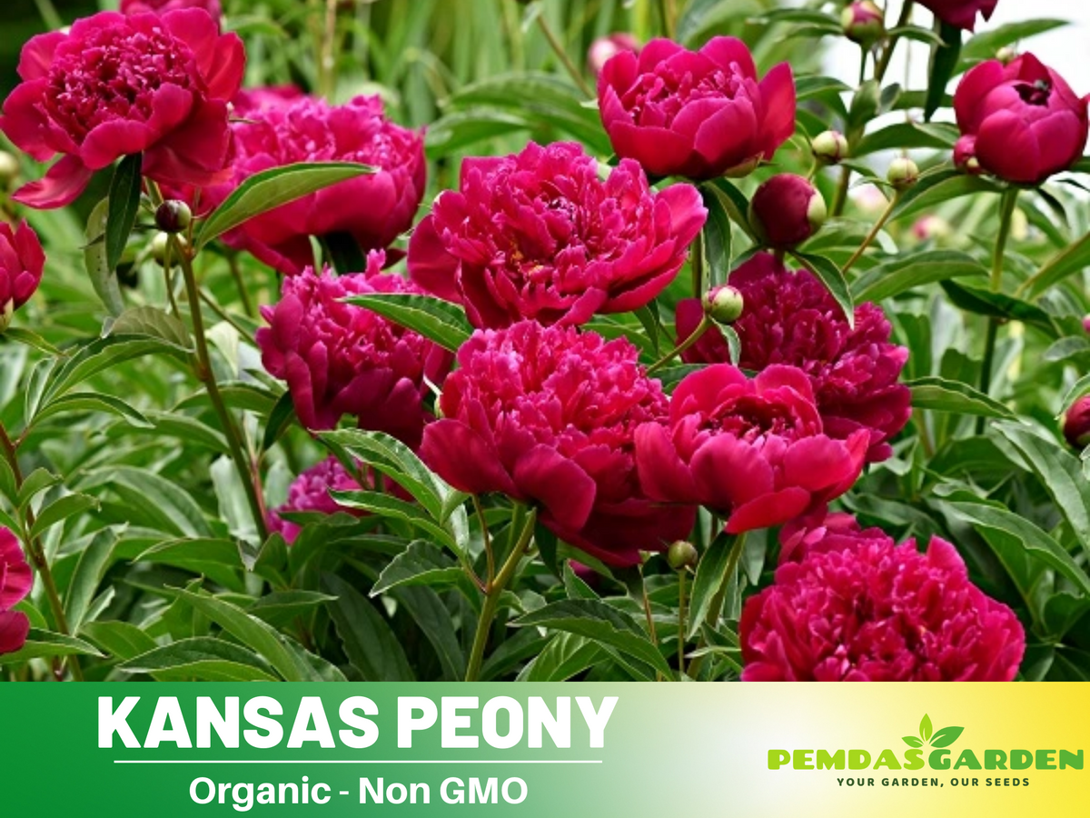 10+ Rare Seeds|Kansas Peony Seeds #B038