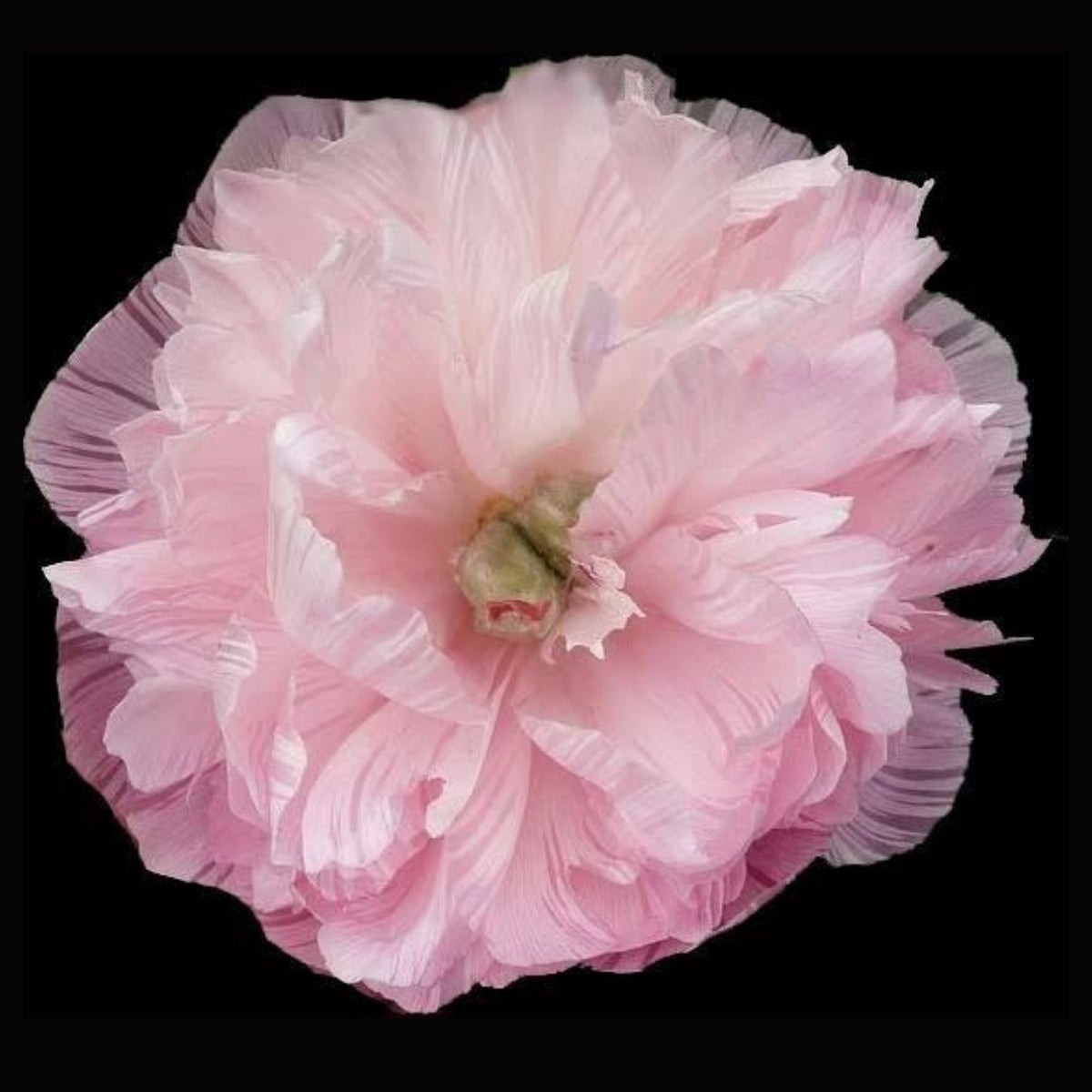 Mutabilis Plena Peony Seeds - Chinese Peony, Double Blooms, 10+ seeds