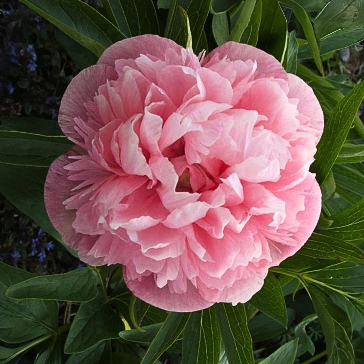Mutabilis Plena Peony Seeds - Chinese Peony, Double Blooms, 10+ seeds
