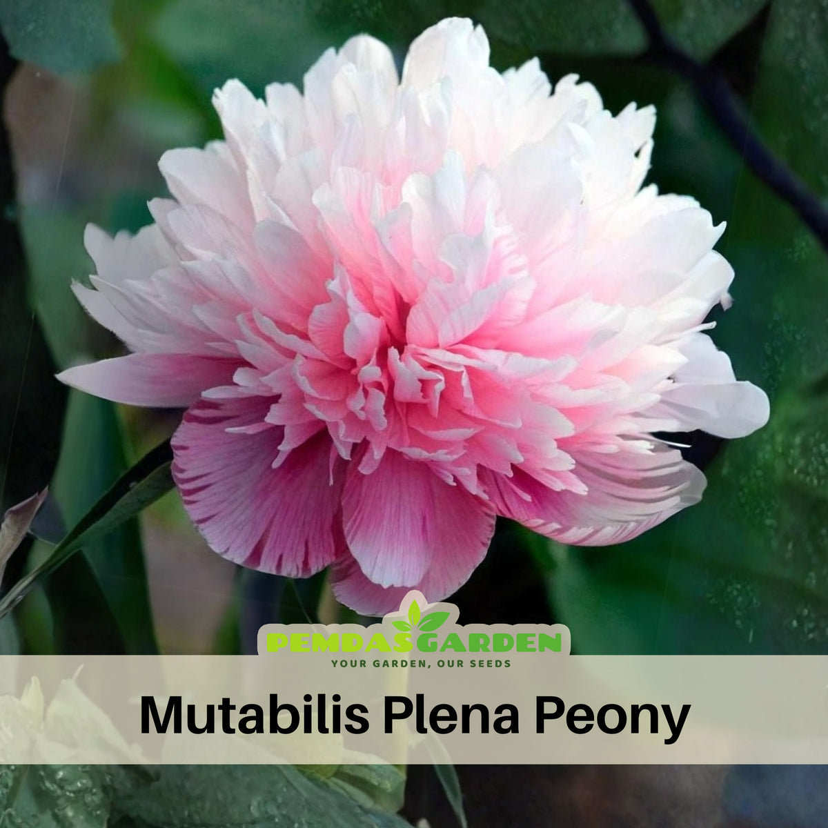 Mutabilis Plena Peony Seeds - Chinese Peony, Double Blooms, 10+ seeds