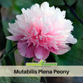 10+ Rare Seeds| Mutabilis Plena Peony Seeds (Paeonia, Chinese Peony) – Double Blooms, Vibrant Garden Blooms, Romantic Perennial Blooms for Cottage Garden, Fragrant Cut Flowers, Easy to Grow#B039