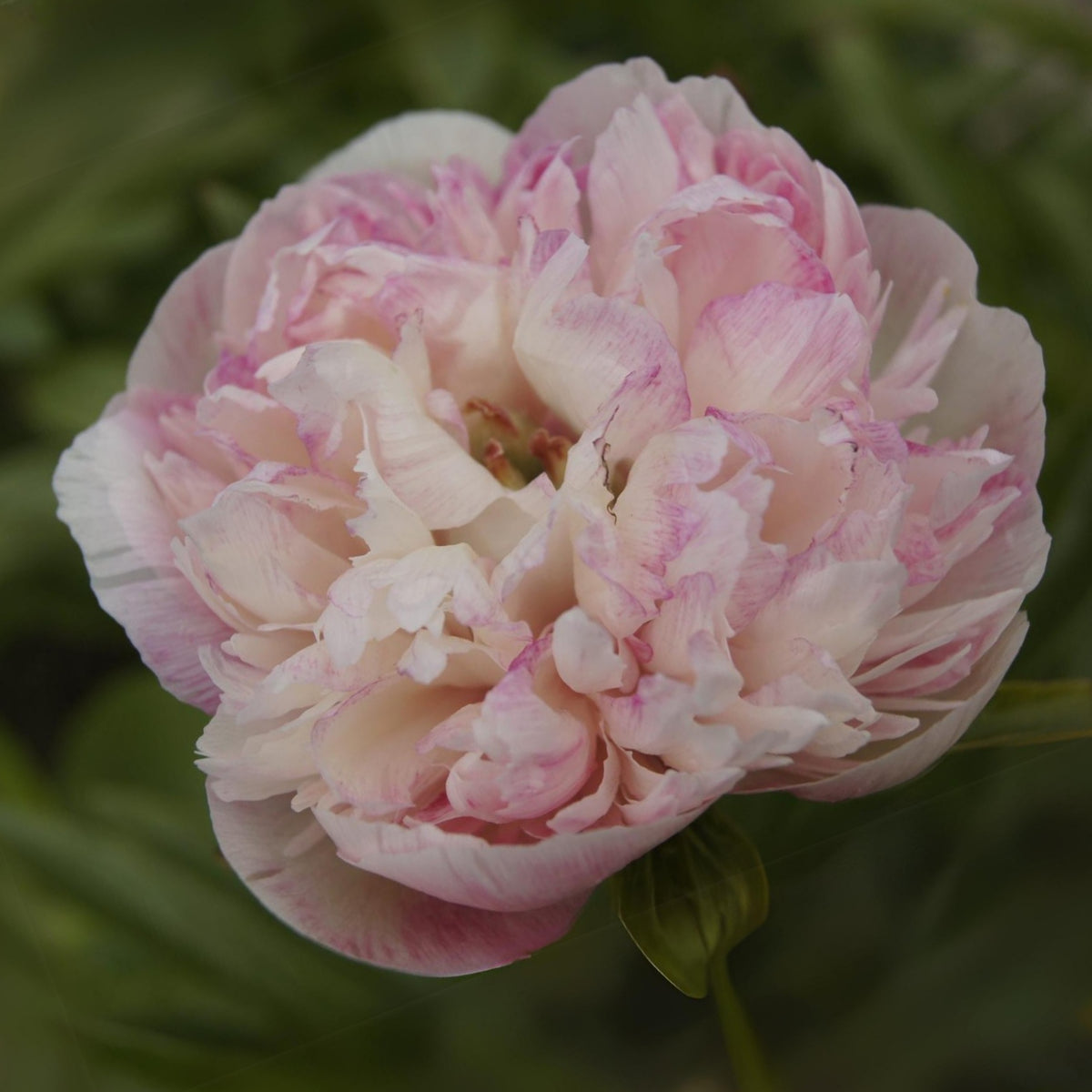 Mutabilis Plena Peony Seeds - Chinese Peony, Double Blooms, 10+ seeds
