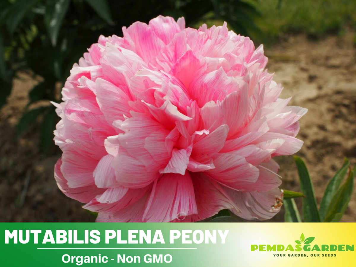 10+ Rare Seeds| Mutabilis Plena Peony  Seeds #B039