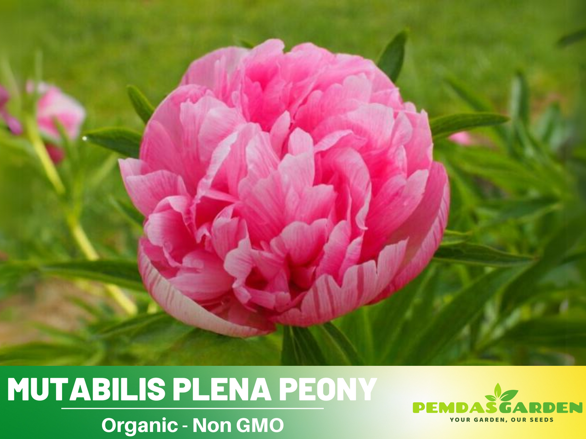 10+ Rare Seeds| Mutabilis Plena Peony  Seeds #B039