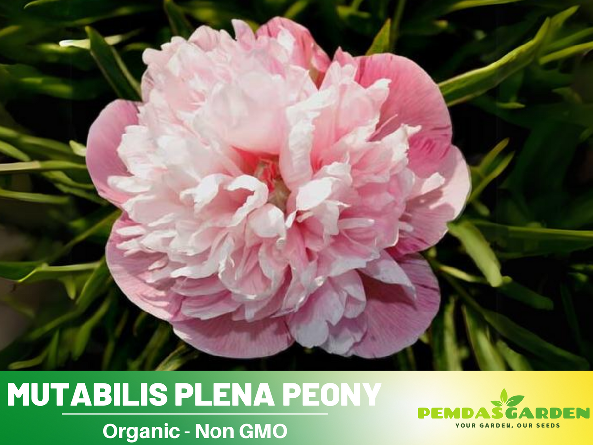 10+ Rare Seeds| Mutabilis Plena Peony  Seeds #B039