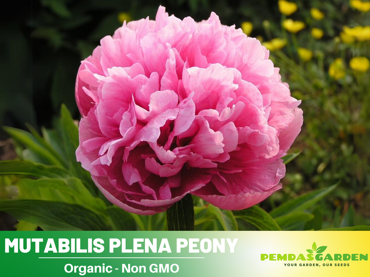 10+ Rare Seeds| Mutabilis Plena Peony  Seeds #B039