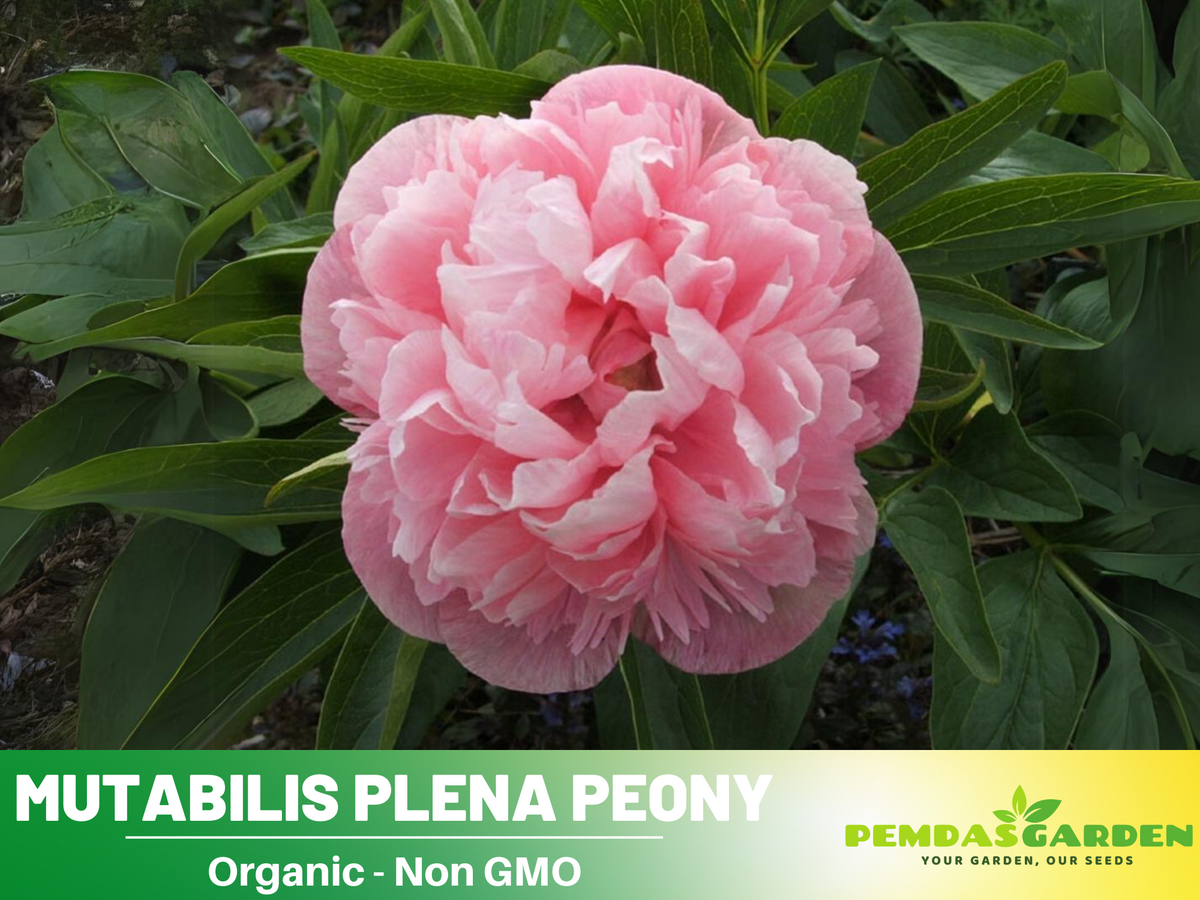 10+ Rare Seeds| Mutabilis Plena Peony  Seeds #B039