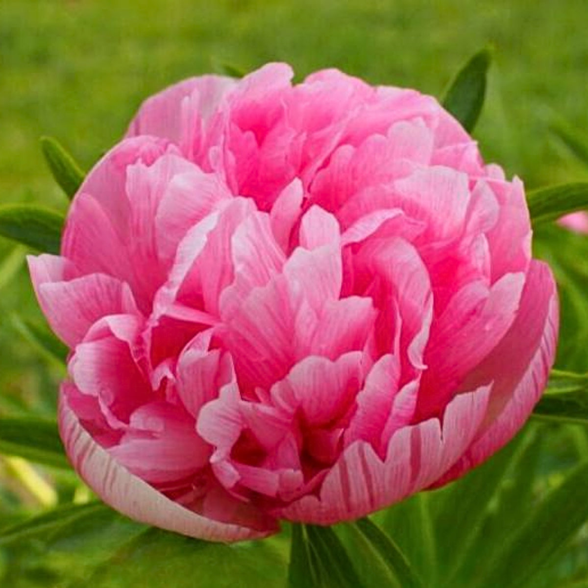 Mutabilis Plena Peony Seeds - Chinese Peony, Double Blooms, 10+ seeds