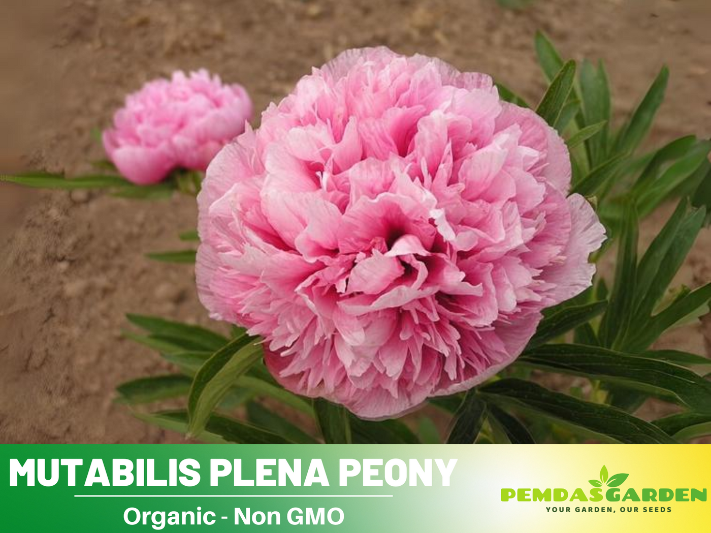 chinese peony flower seeds 10+ Rare Seeds| Mutabilis Plena Peony Seeds (Paeonia, Chinese Peony) – Double Blooms, Vibrant Garden Blooms, Romantic Perennial Blooms for Cottage