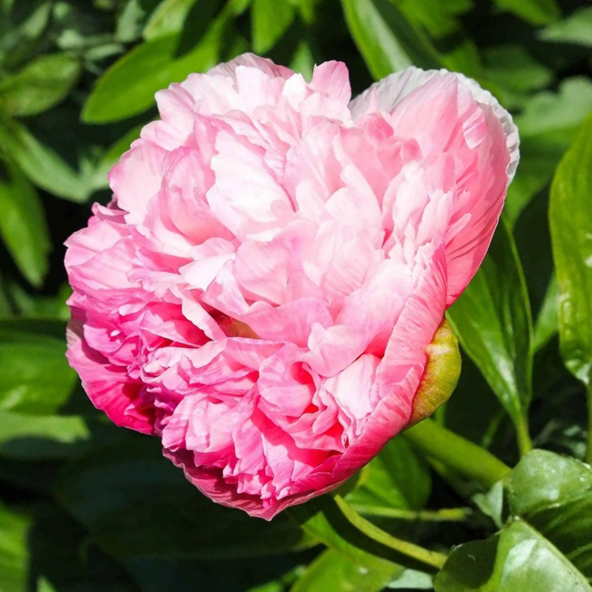 Mutabilis Plena Peony Seeds - Chinese Peony, Double Blooms, 10+ seeds