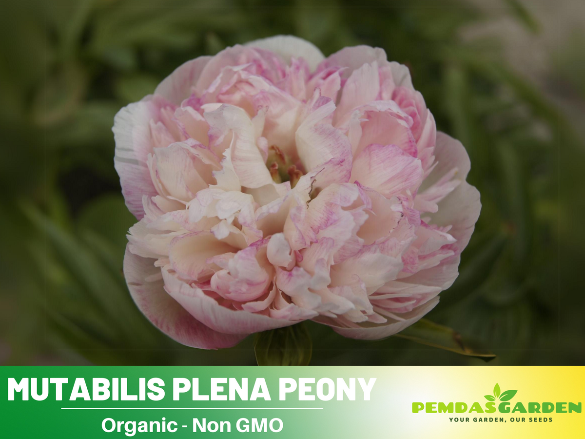 10+ Rare Seeds| Mutabilis Plena Peony  Seeds #B039