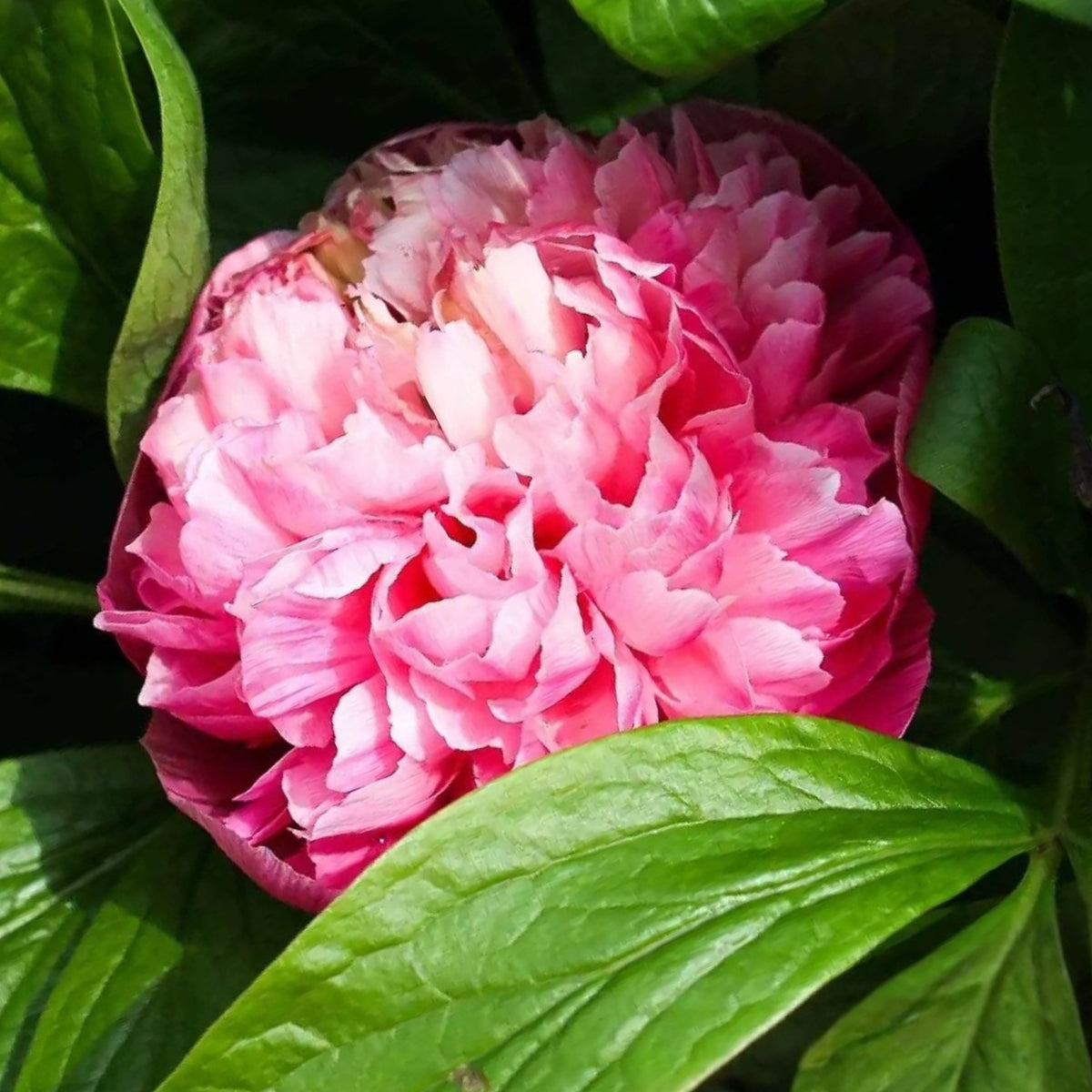 Mutabilis Plena Peony Seeds - Chinese Peony, Double Blooms, 10+ seeds