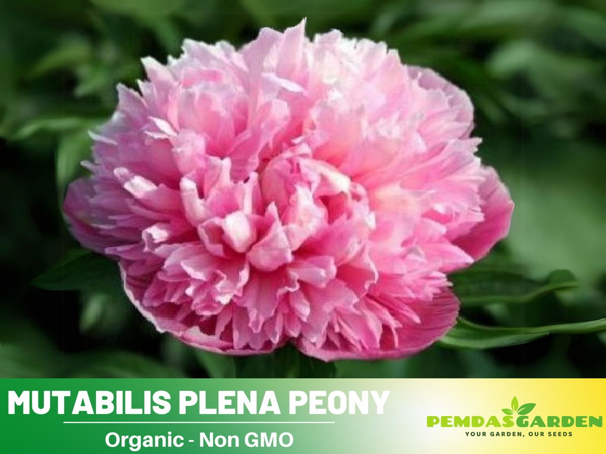 10+ Rare Seeds| Mutabilis Plena Peony  Seeds #B039