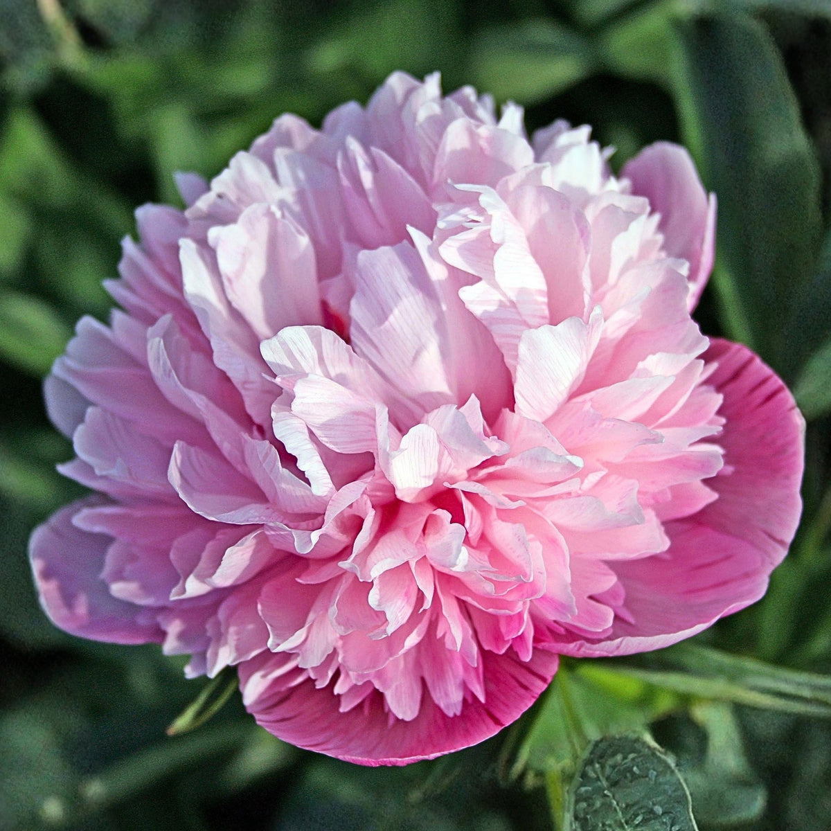 Mutabilis Plena Peony Seeds - Chinese Peony, Double Blooms, 10+ seeds