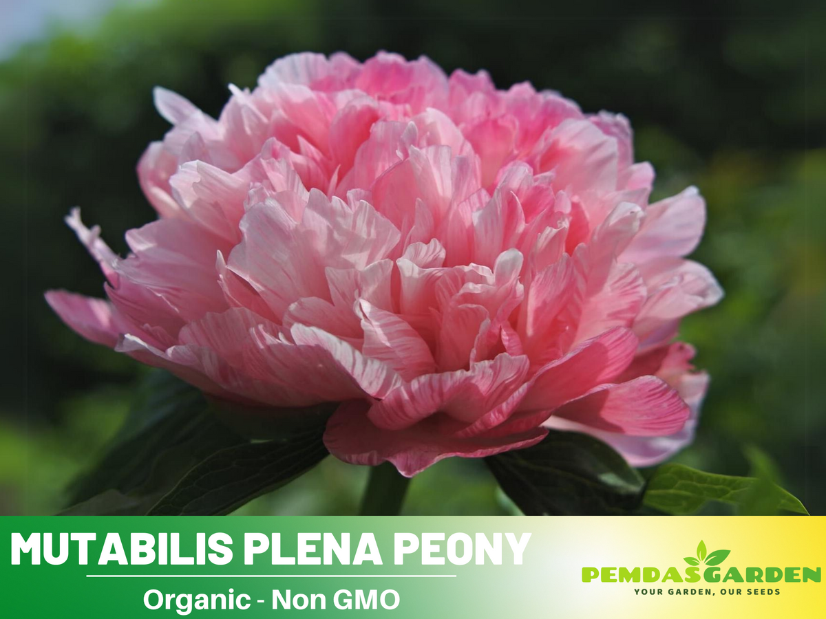 10+ Rare Seeds| Mutabilis Plena Peony  Seeds #B039