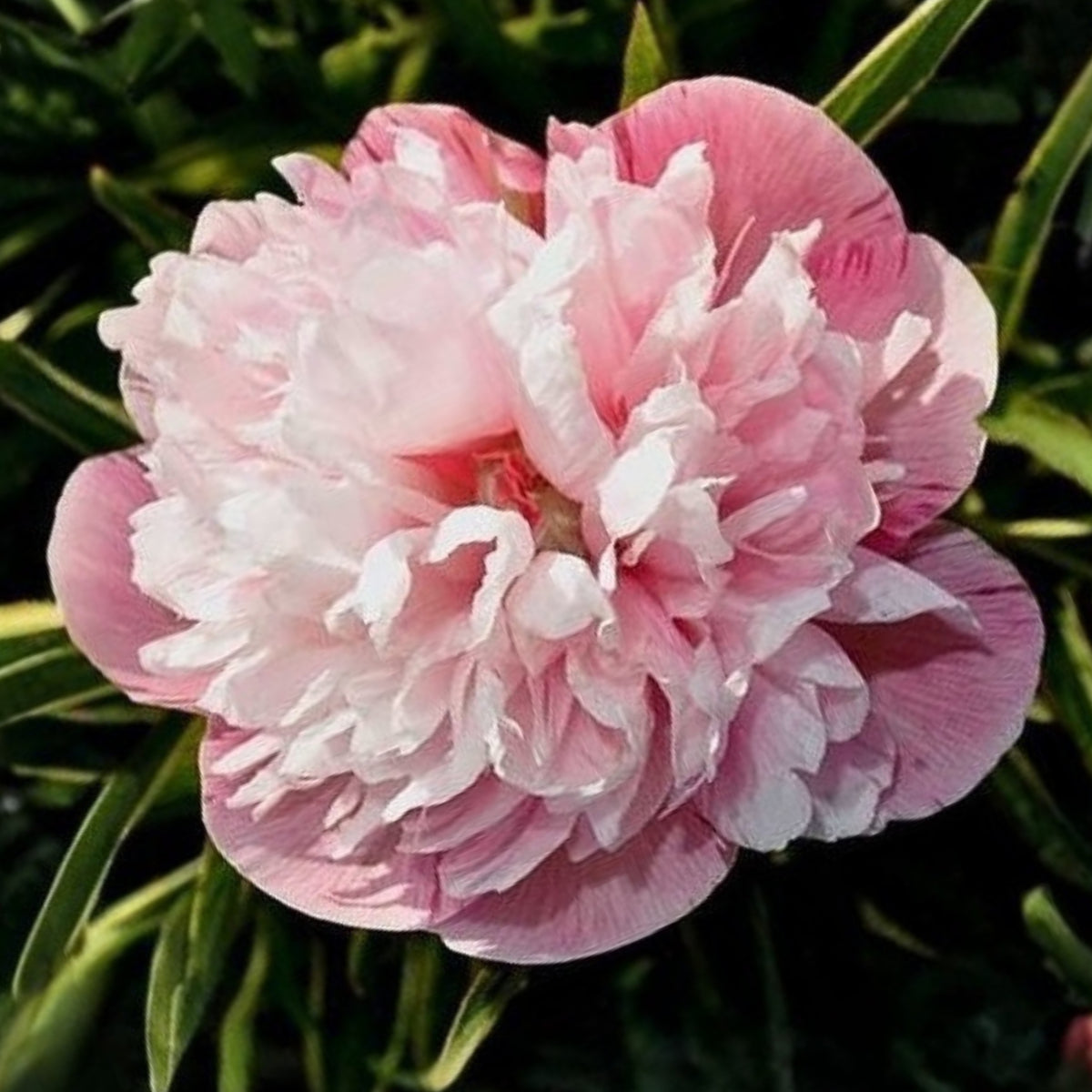 Mutabilis Plena Peony Seeds - Chinese Peony, Double Blooms, 10+ seeds