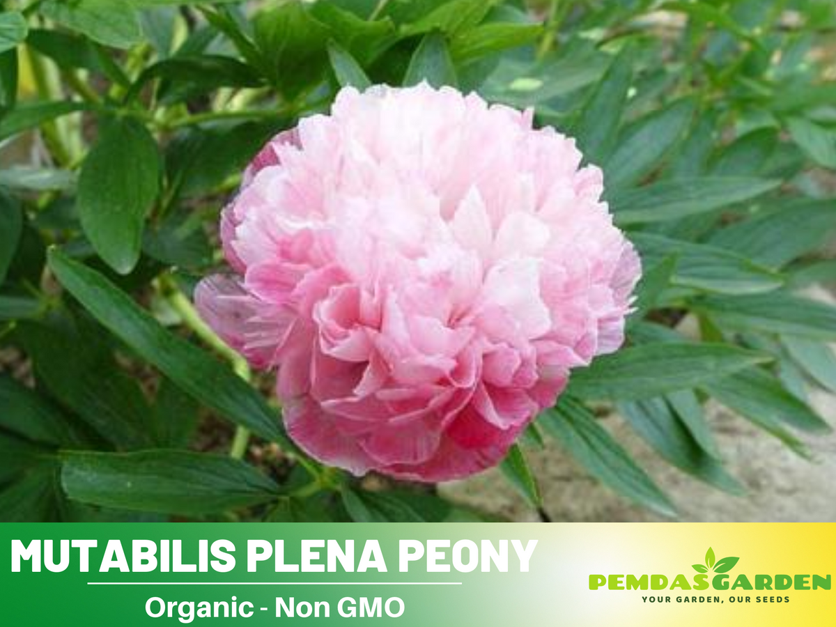 10+ Rare Seeds| Mutabilis Plena Peony  Seeds #B039