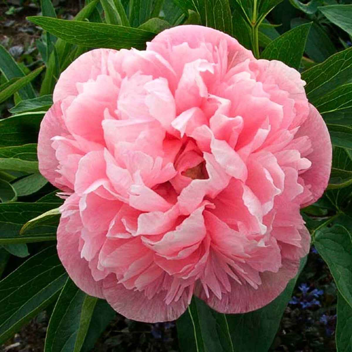 Mutabilis Plena Peony Seeds - Chinese Peony, Double Blooms, 10+ seeds