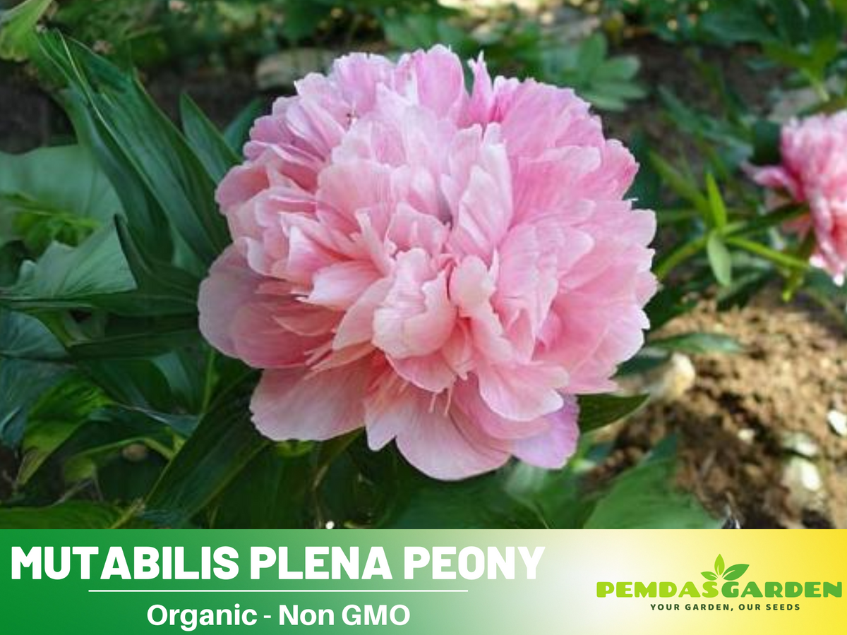 10+ Rare Seeds| Mutabilis Plena Peony  Seeds #B039