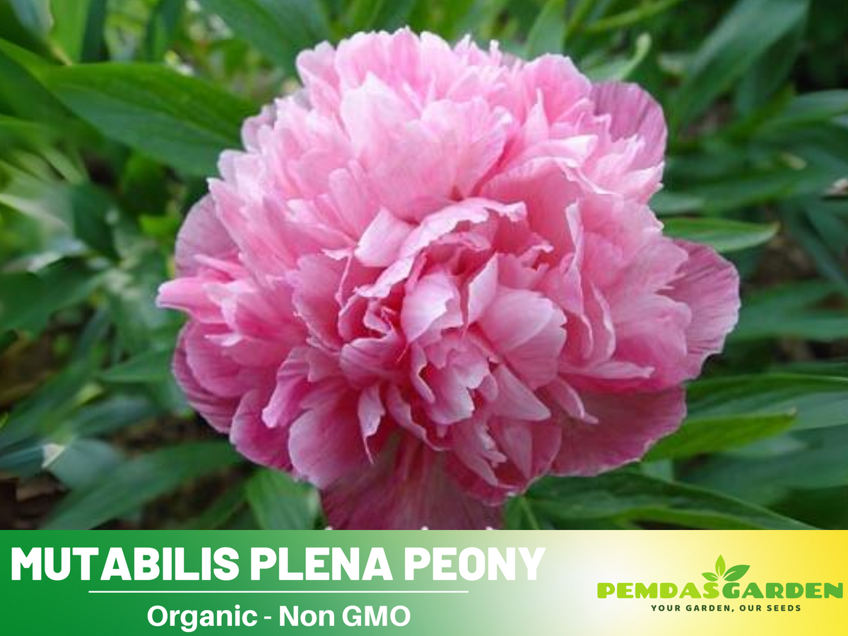 10+ Rare Seeds| Mutabilis Plena Peony  Seeds #B039