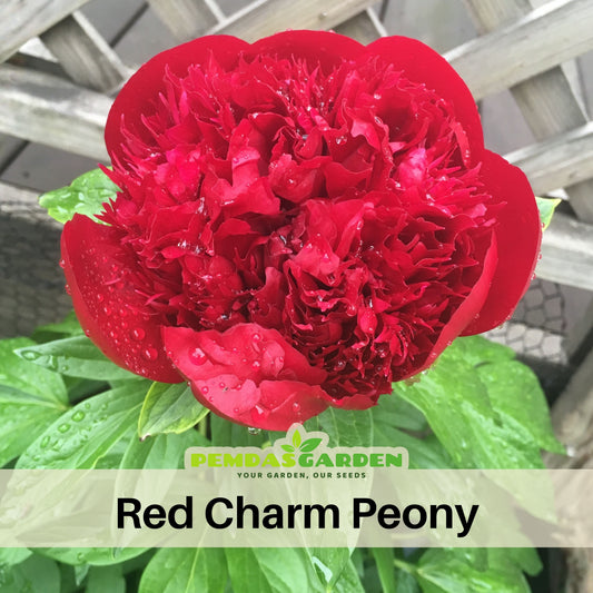 10+ Rare Seeds - Red Charm Peony Seeds (Paeonia, Chinese Peony)