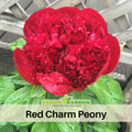 10+ Rare Seeds| Red Charm Peony Seeds (Paeonia, Chinese Peony) – Heirloom Perennial Flower Seeds for Colorful Garden Blooms, Ornamental Landscaping & Cut Flowers#B041