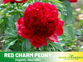 10+ Rare Seeds| Red Charm Peony Seeds (Paeonia, Chinese Peony) – Heirloom Perennial Flower Seeds for Colorful Garden Blooms, Ornamental Landscaping & Cut Flowers#B041