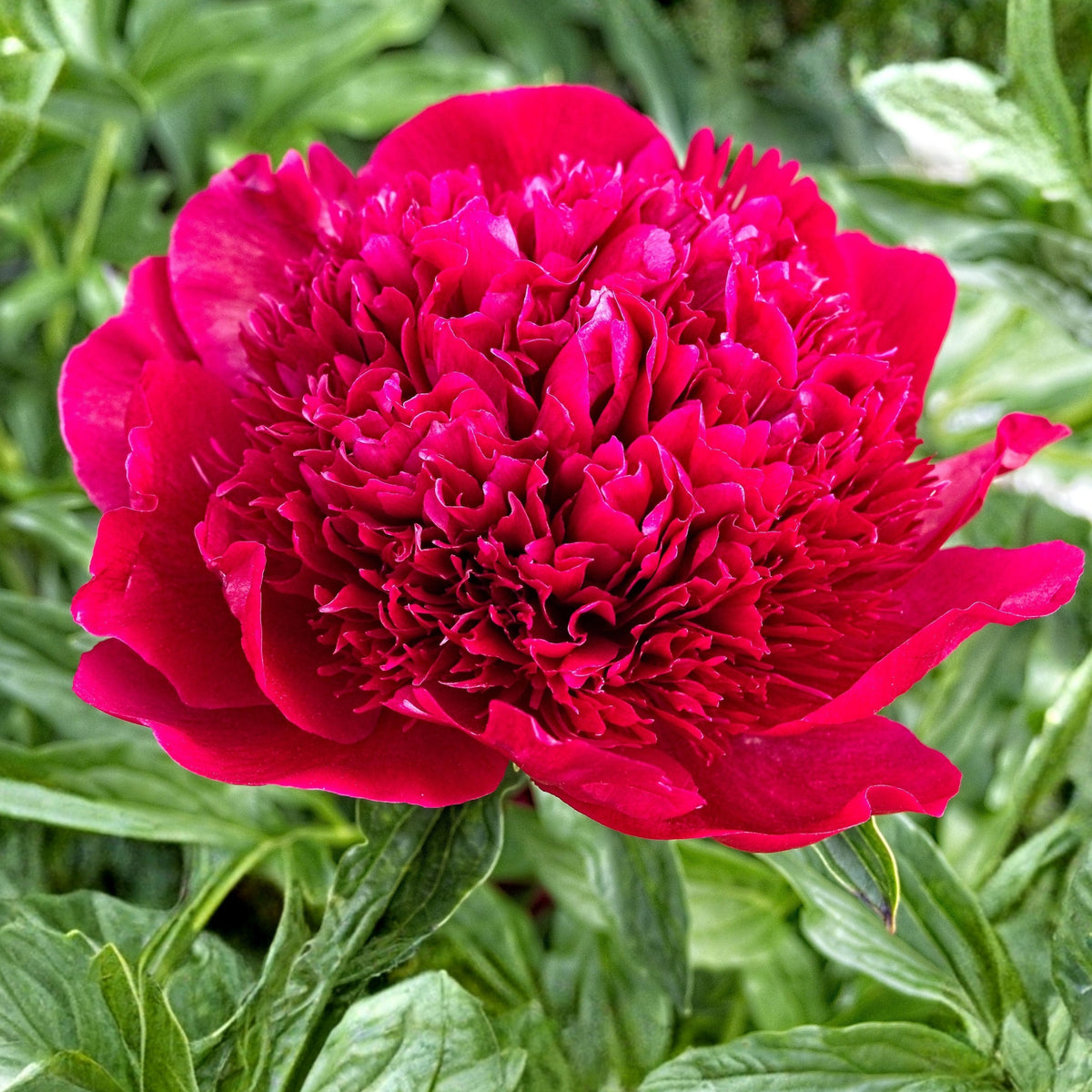 10+ Rare Seeds - Red Charm Peony Seeds (Paeonia, Chinese Peony)