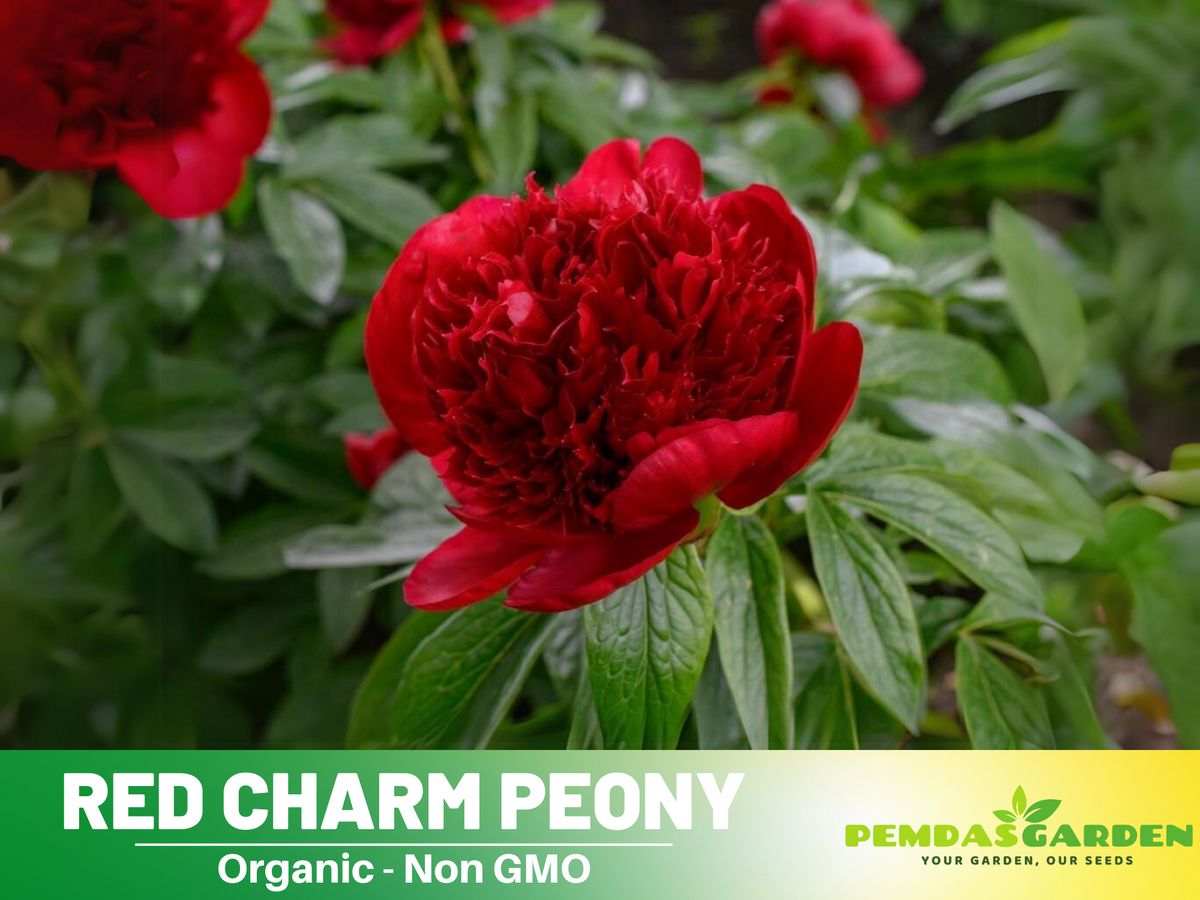 10+ Rare Seeds| Red Charm Peony   Seeds #B041