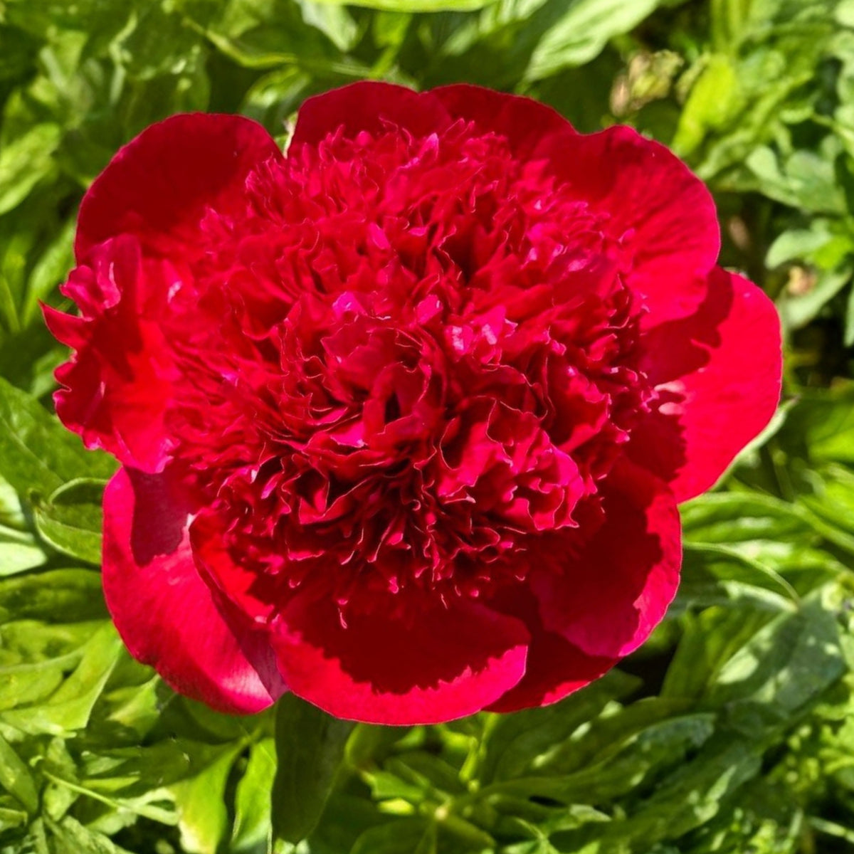 10+ Rare Seeds - Red Charm Peony Seeds (Paeonia, Chinese Peony)