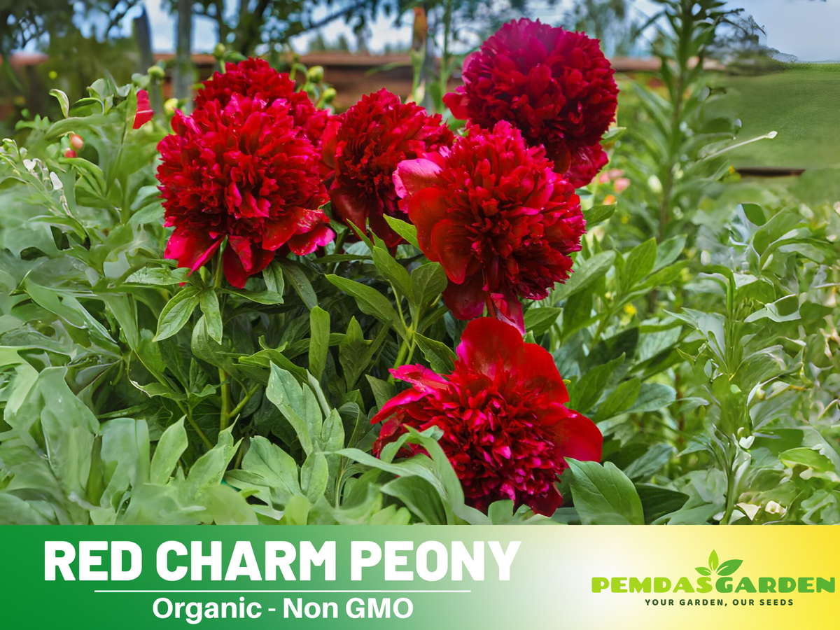 10+ Rare Seeds| Red Charm Peony   Seeds #B041