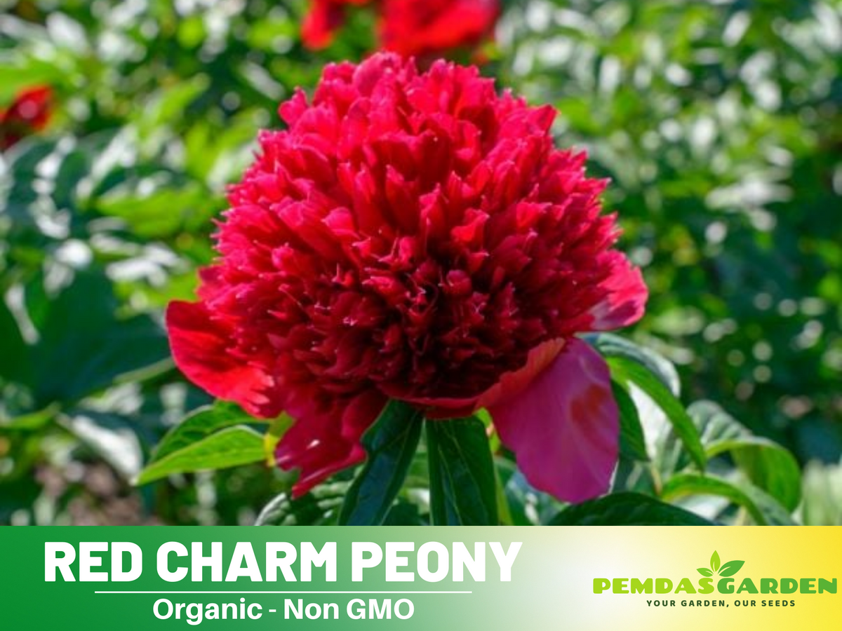 10+ Rare Seeds| Red Charm Peony   Seeds #B041